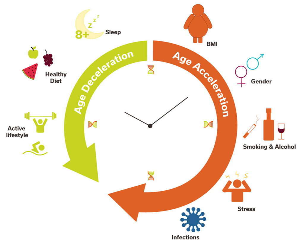 A diagram of the lifestyle factors that can influence the horvath's clock test.